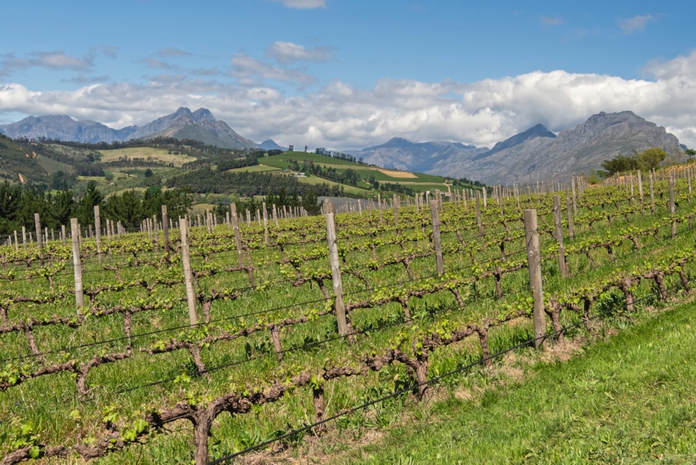 Wine farm for sale in Stellenbosch Farms - ST1713589 Wine farm for sale in Stellenbosch Farms - ST1713589