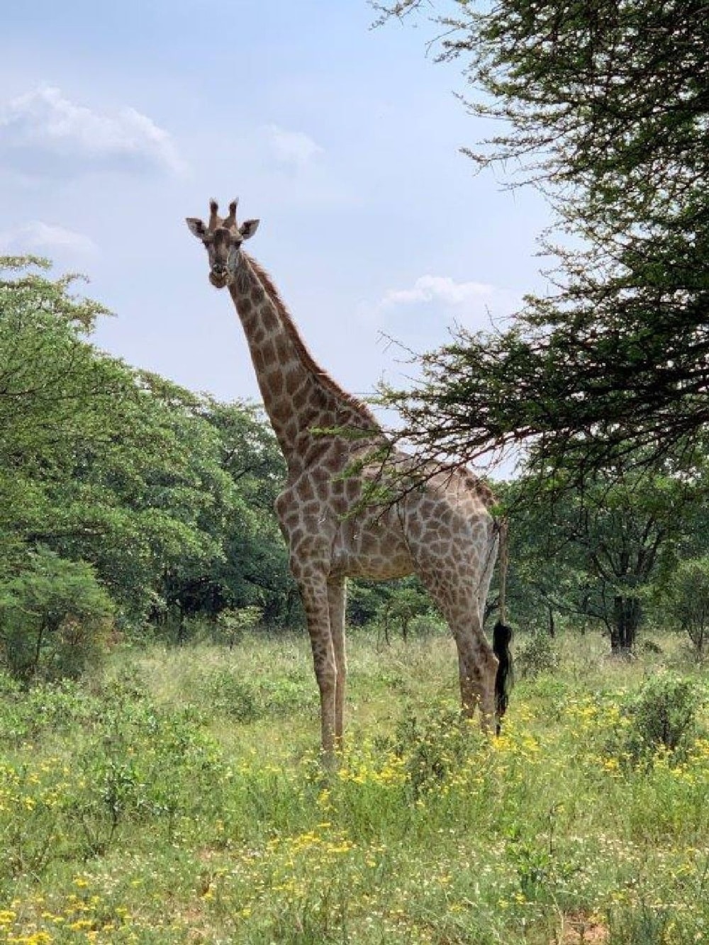 Game farm for sale in Groblersdal Rural - 1MD1716480 Game farm for sale in Groblersdal Rural - 1MD1716480
