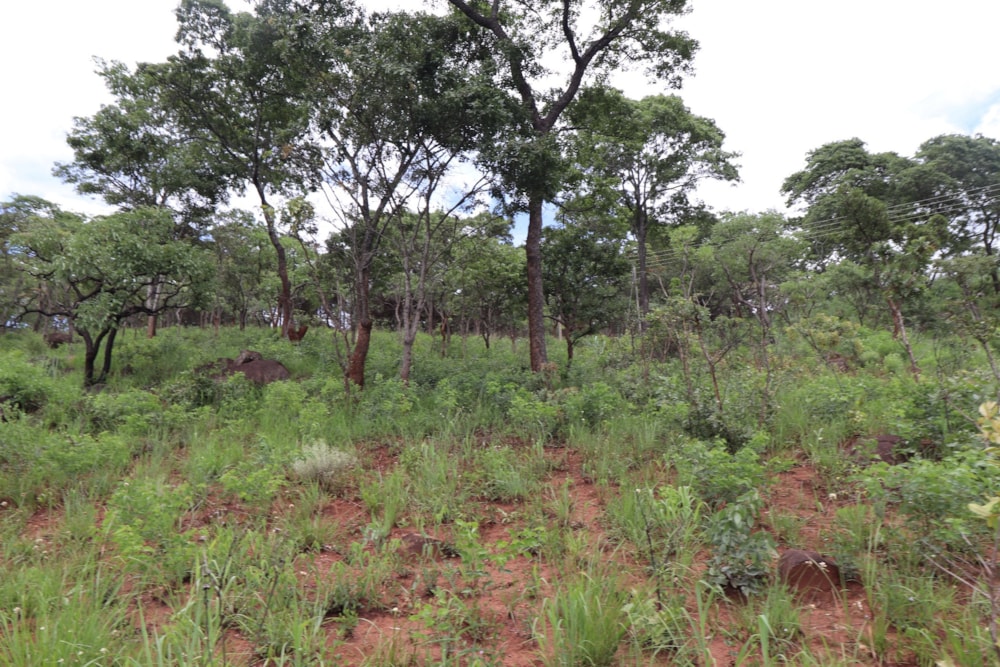 Vacant land for sale in Helensvale, Zimbabwe - 3ZB1716646 Vacant land for sale in Helensvale, Zimbabwe - 3ZB1716646