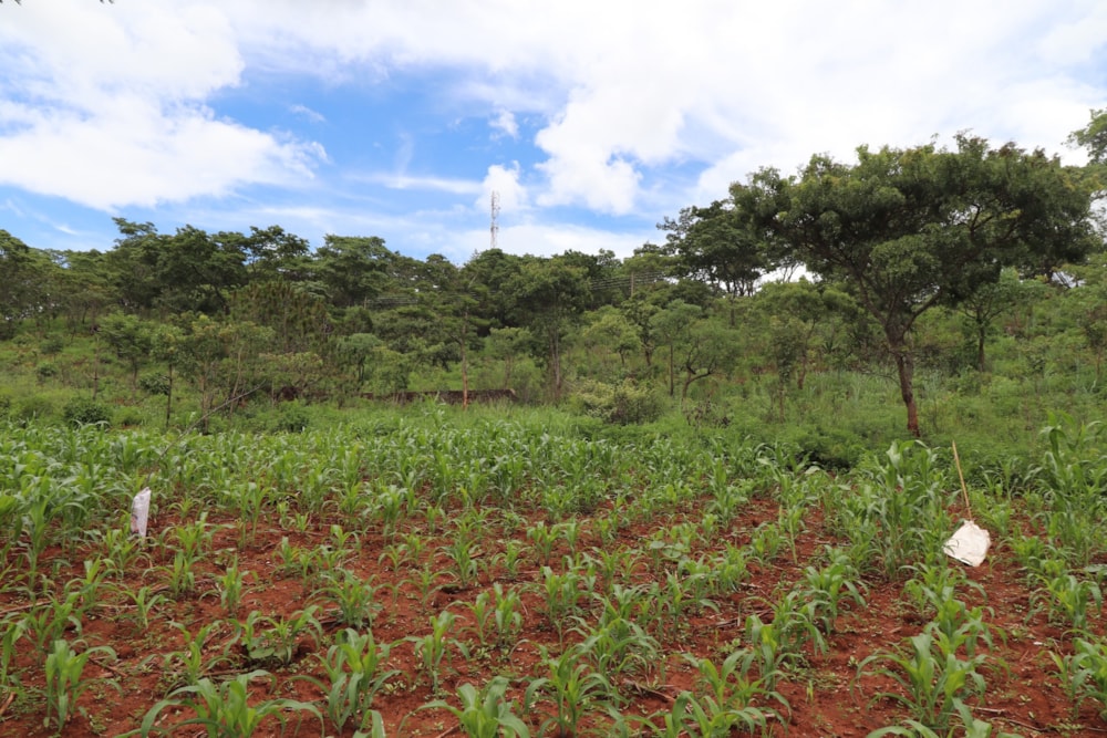 Vacant land for sale in Helensvale, Zimbabwe - 3ZB1716646 Vacant land for sale in Helensvale, Zimbabwe - 3ZB1716646