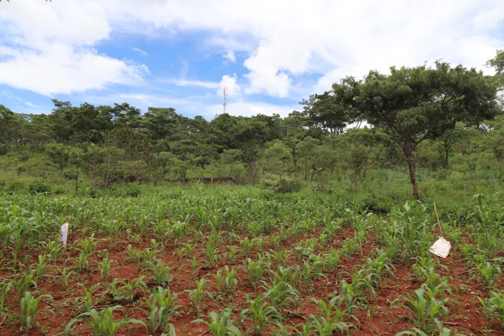 Vacant land for sale in Helensvale, Zimbabwe - 3ZB1716646 Vacant land for sale in Helensvale, Zimbabwe - 3ZB1716646