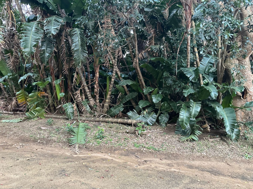 Residential vacant land for sale in Southbroom - 1PD1717176