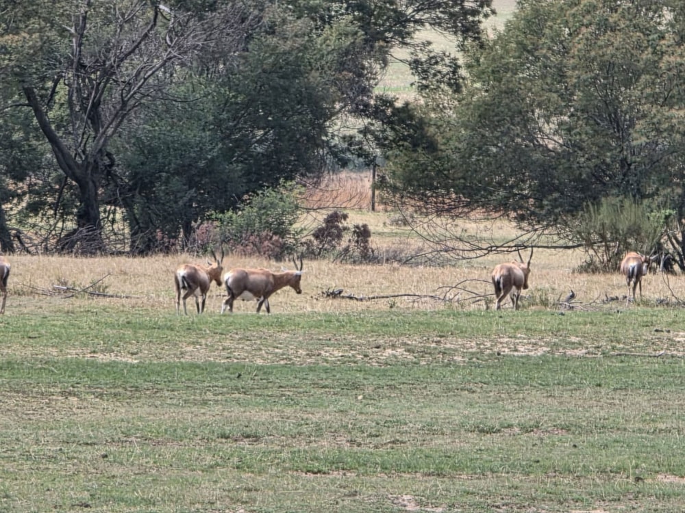 Game farm for sale in Bethlehem - 1BTH1717227