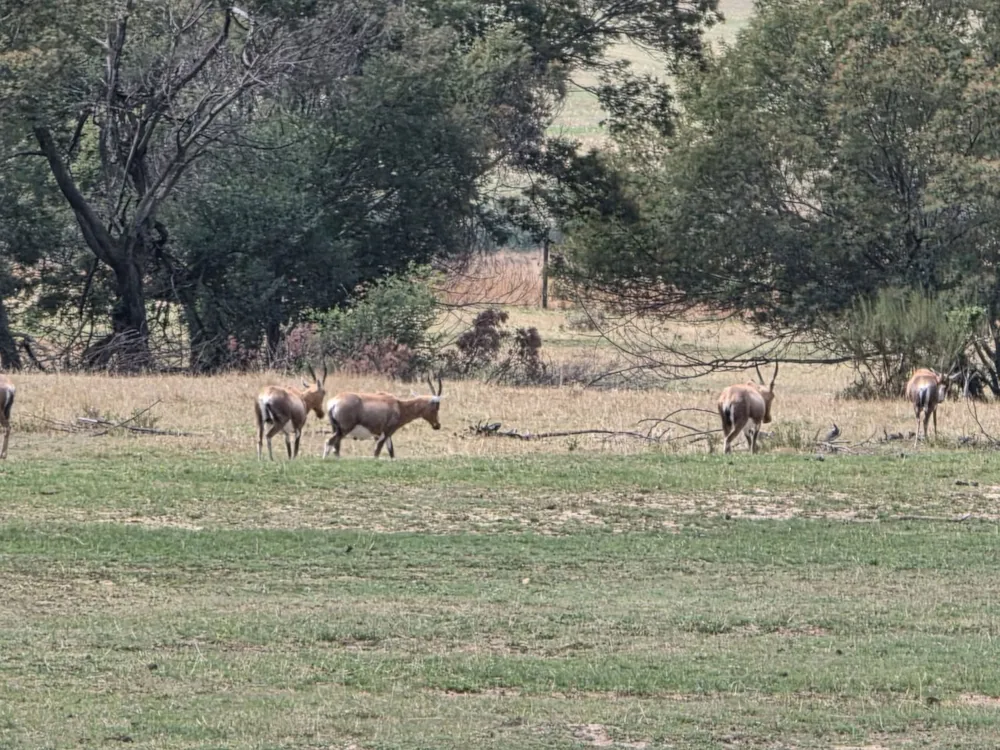 Game farm for sale in Bethlehem - 1BTH1717227 Game farm for sale in Bethlehem - 1BTH1717227