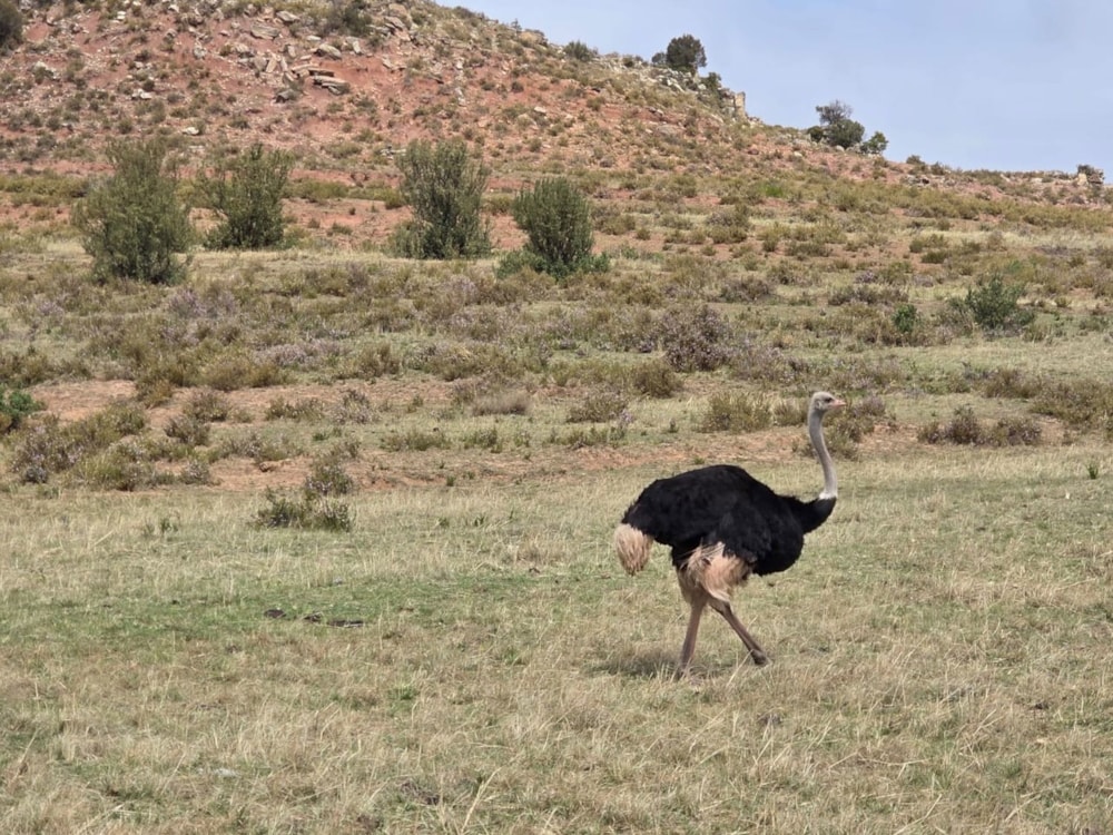 Game farm for sale in Bethlehem - 1BTH1717227