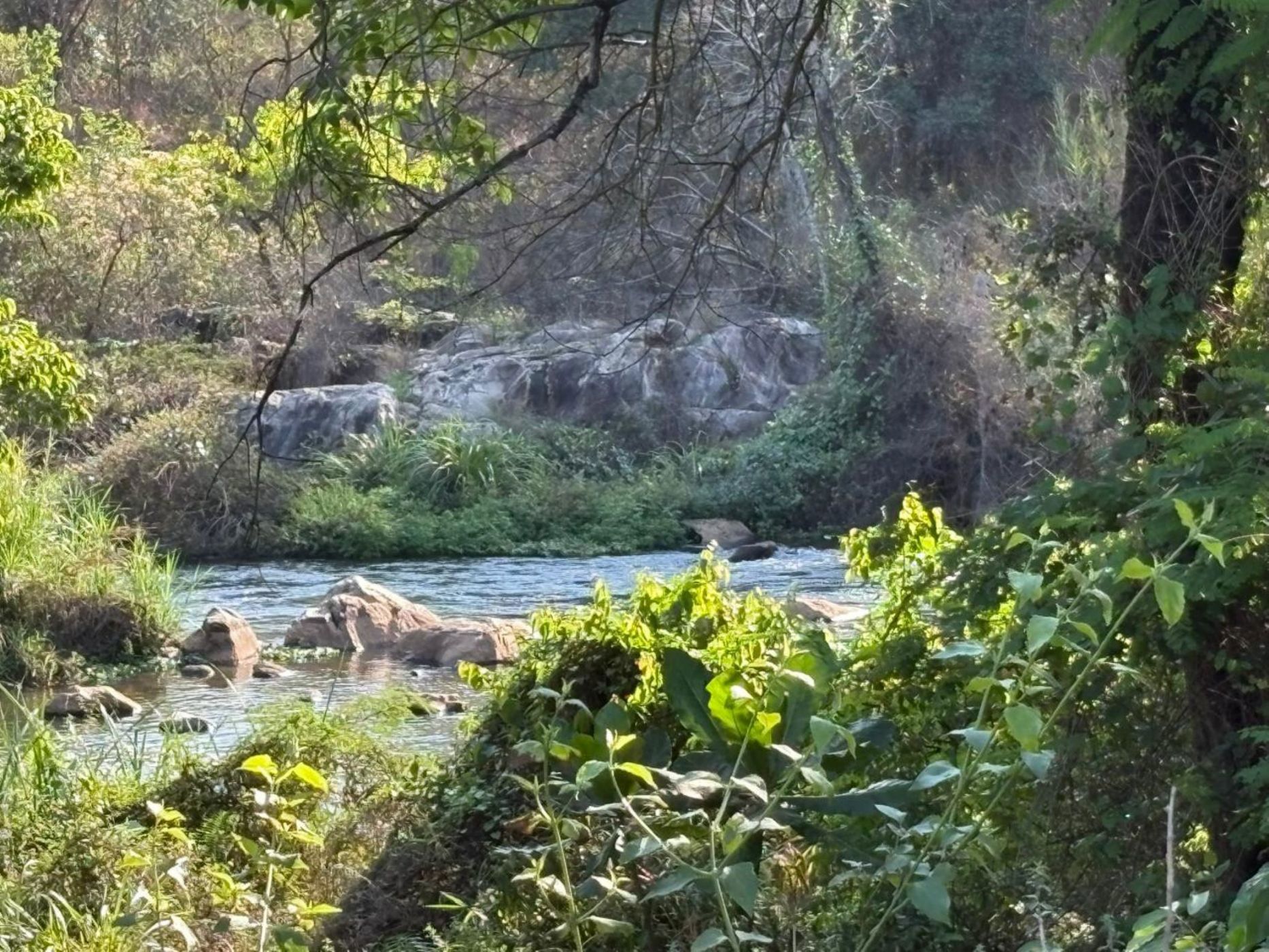 Banana farm for sale in Tzaneen, Limpopo Province - 1TA1717461