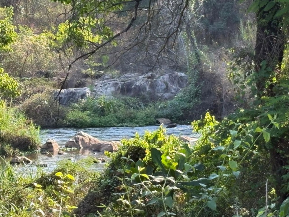 Banana farm for sale in Tzaneen, Limpopo Province - 1TA1717461 Banana farm for sale in Tzaneen, Limpopo Province - 1TA1717461