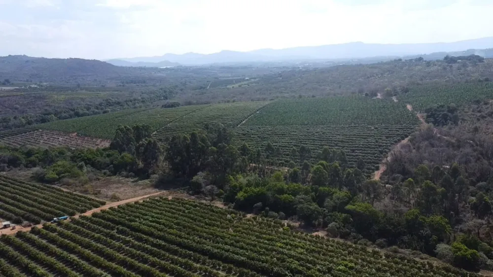 Banana farm for sale in Tzaneen, Limpopo Province - 1TA1717461