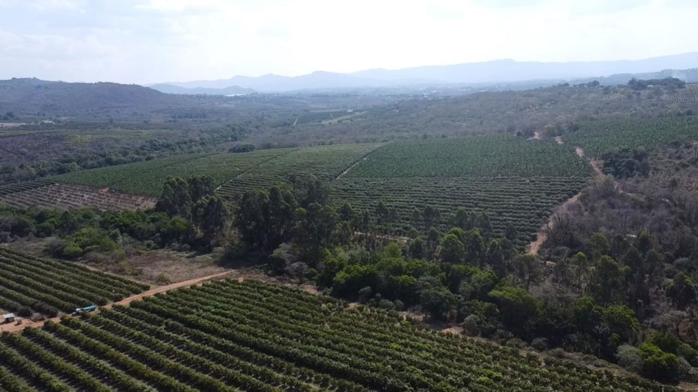 Banana farm for sale in Tzaneen, Limpopo Province - 1TA1717461