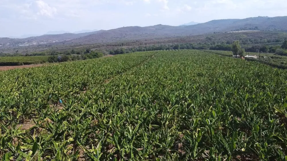 Banana farm for sale in Tzaneen, Limpopo Province - 1TA1717461