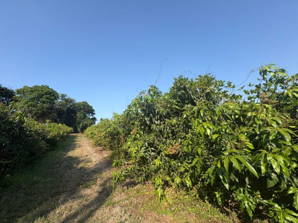 Banana farm for sale in Tzaneen, Limpopo Province - 1TA1717461 Banana farm for sale in Tzaneen, Limpopo Province - 1TA1717461