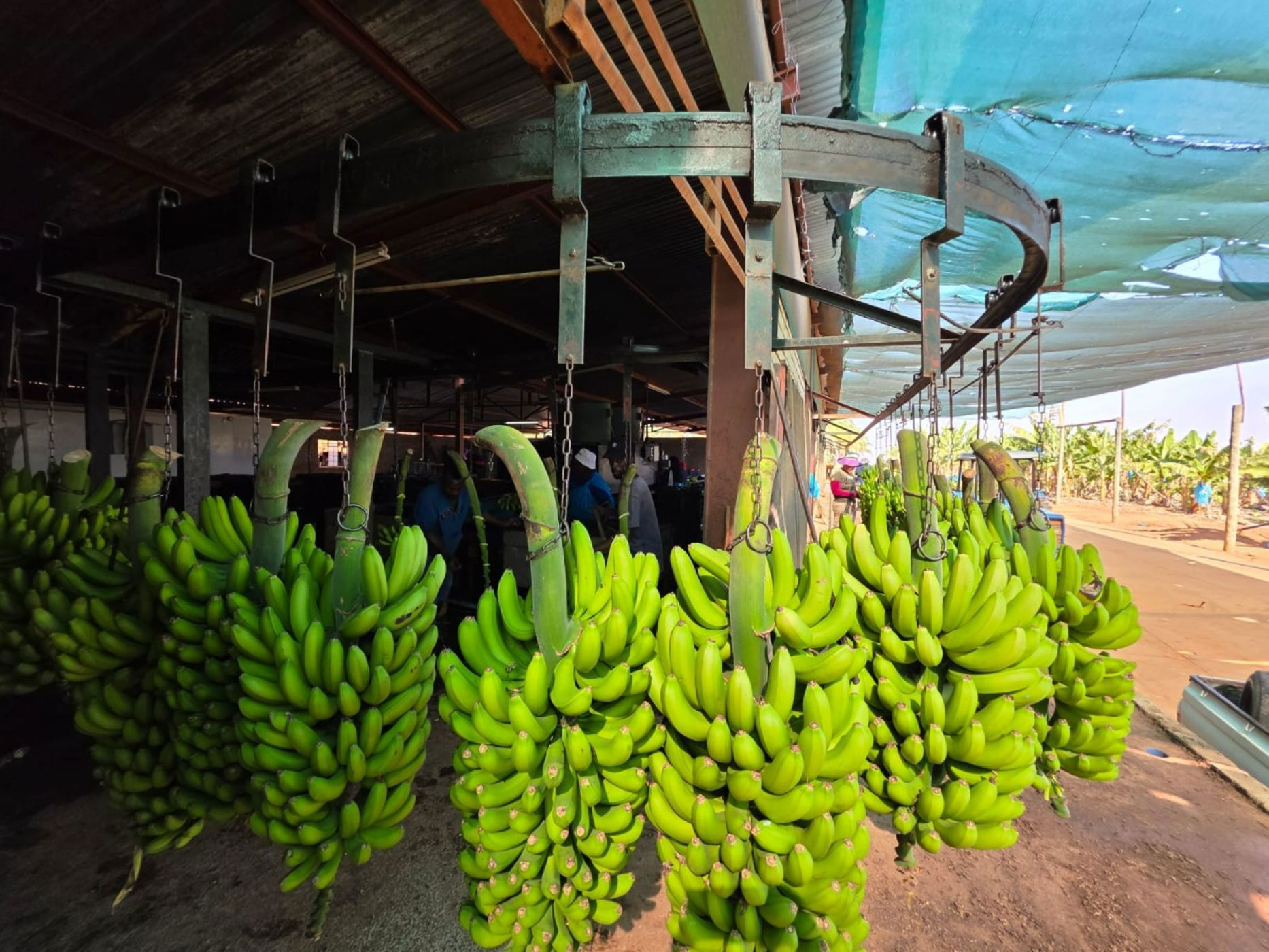 Banana farm for sale in Tzaneen, Limpopo Province - 1TA1717461