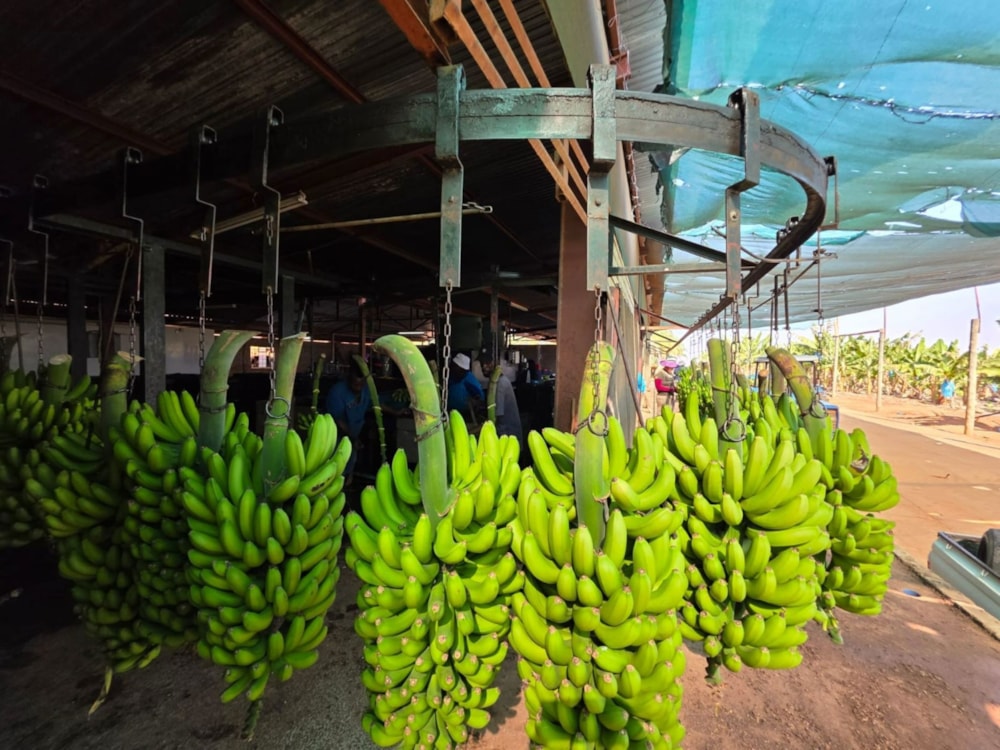 Banana farm for sale in Tzaneen, Limpopo Province - 1TA1717461