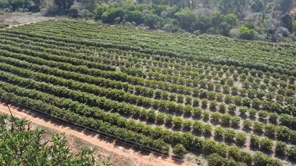 Mango farm for sale in Tzaneen, Limpopo Province - 1TA1717466