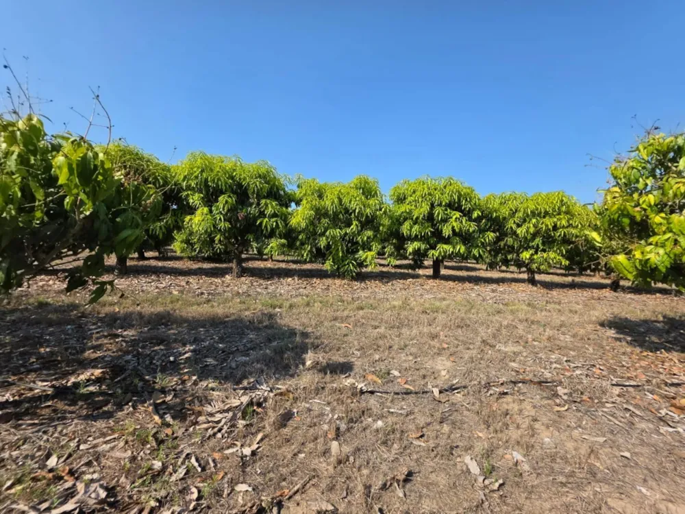 Mango farm for sale in Tzaneen, Limpopo Province - 1TA1717466
