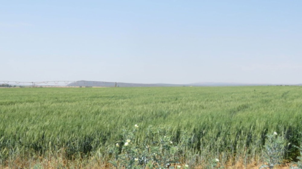 Irrigation farm for sale in Modimolle Rural - 1MDM1718074