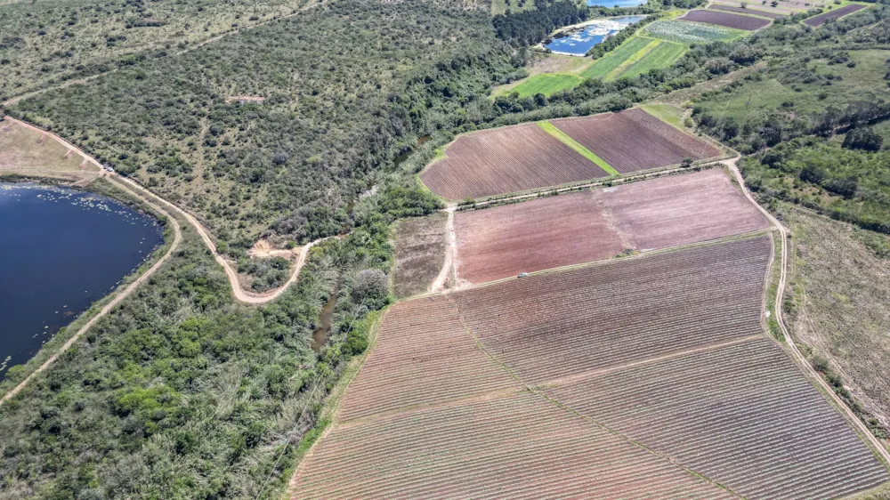 Crop farm for sale in Kwelera - 1EZ1718068 Crop farm for sale in Kwelera - 1EZ1718068