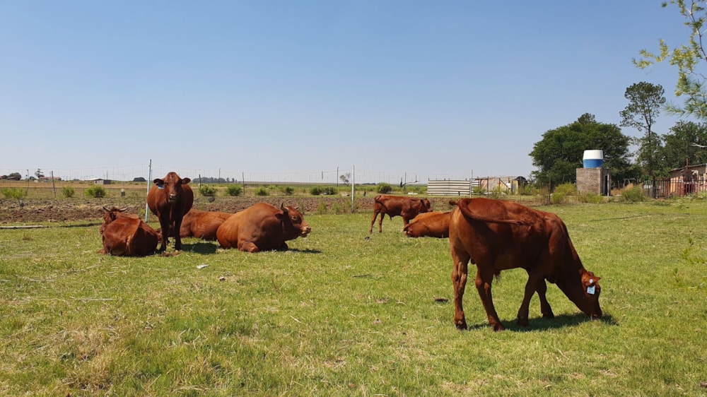 Smallholding for sale in Vanderbijlpark - 1VT1719478 Smallholding for sale in Vanderbijlpark - 1VT1719478