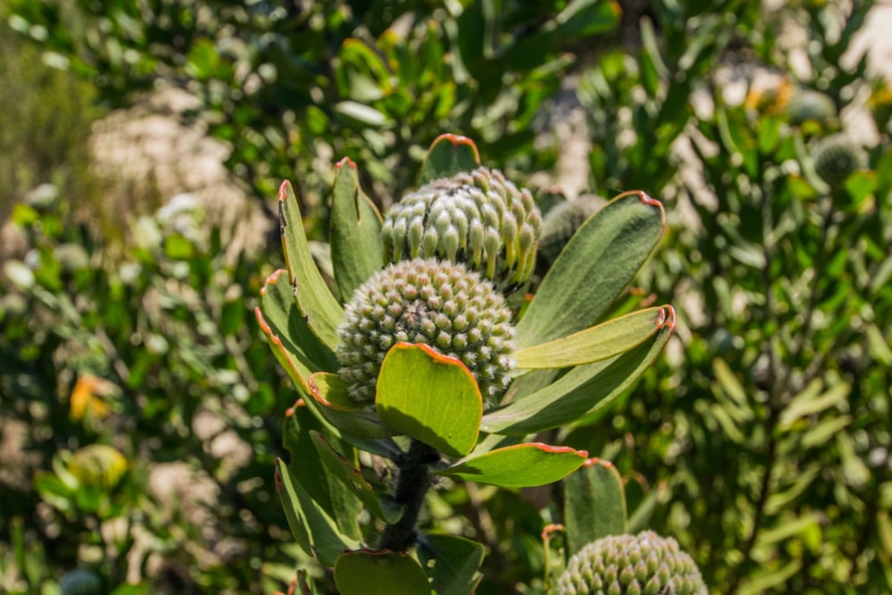 Vacant land for sale in Albertinia - 1SR1719481 Vacant land for sale in Albertinia - 1SR1719481