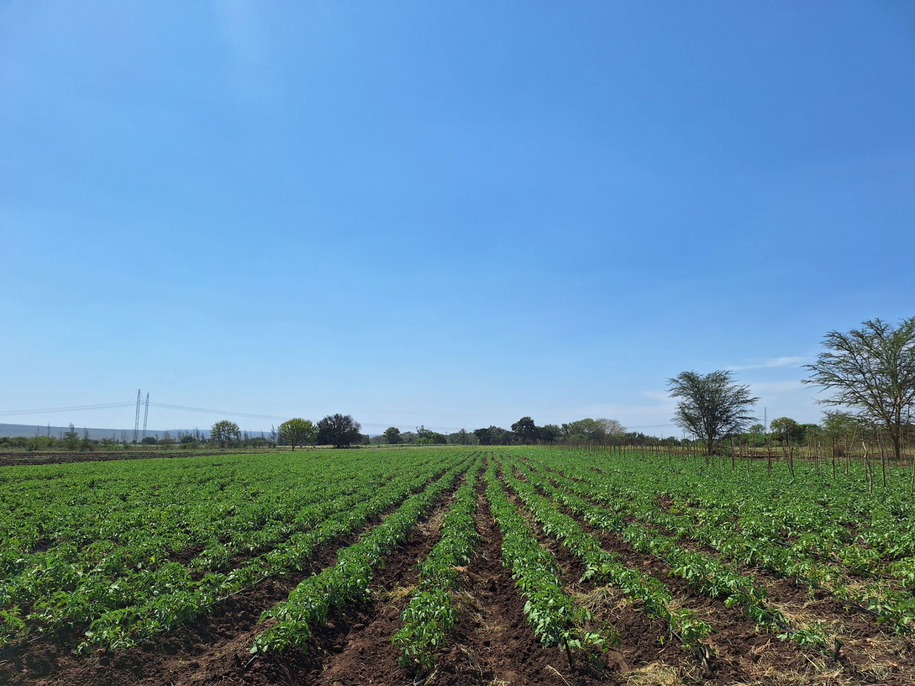 Farm vacant land for investment in Boane, Mozambique - 3MQ1719786