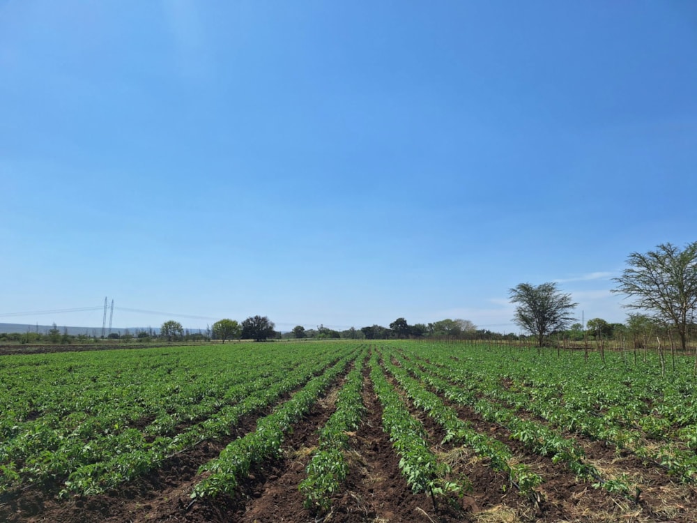 Farm vacant land for investment in Boane, Mozambique - 3MQ1719786 Farm vacant land for investment in Boane, Mozambique - 3MQ1719786