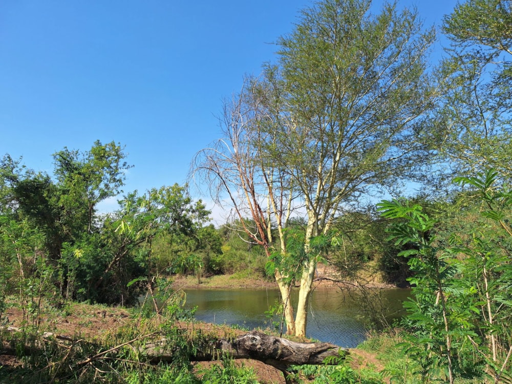 Farm vacant land for investment in Boane, Mozambique - 3MQ1719786 Farm vacant land for investment in Boane, Mozambique - 3MQ1719786