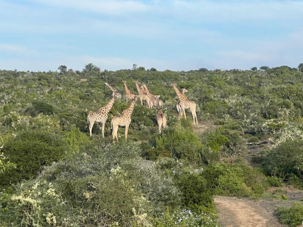 Game farm for sale in Grahamstown (Makhanda) - 1GC1717494