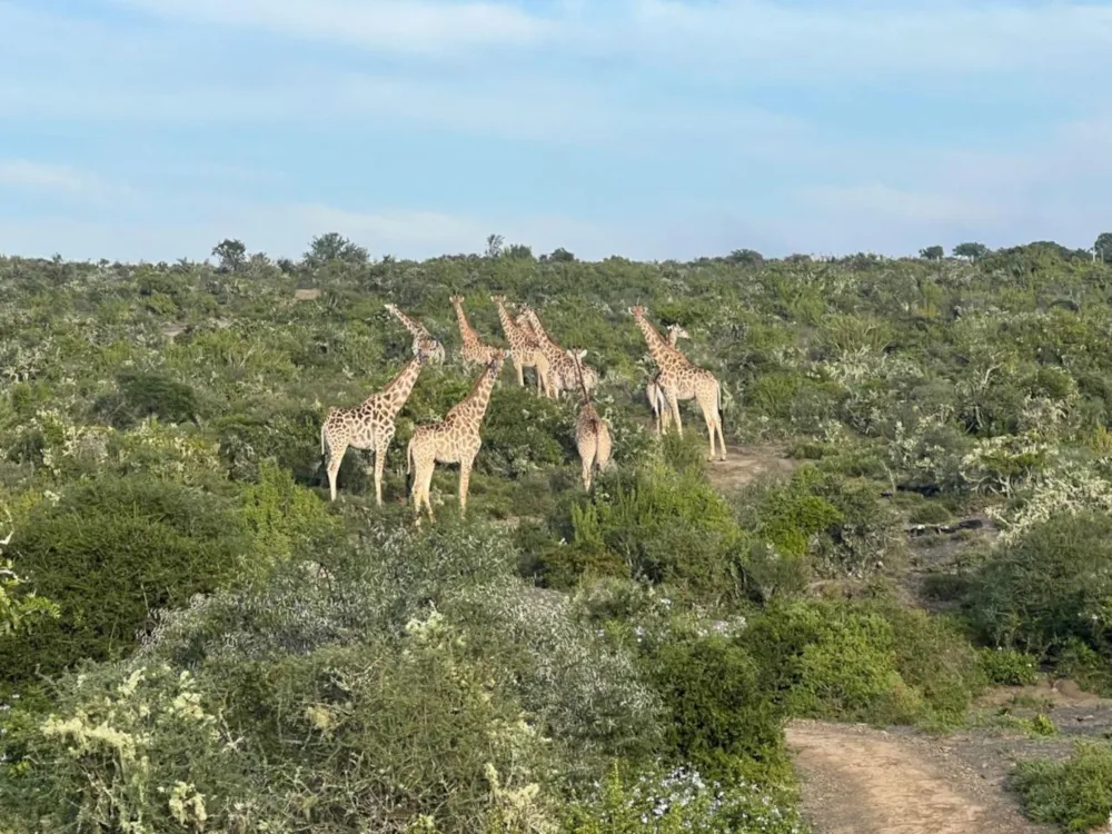 Game farm for sale in Grahamstown (Makhanda) - 1GC1717494 Game farm for sale in Grahamstown (Makhanda) - 1GC1717494
