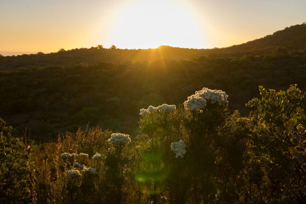 Residential vacant land for sale in Pezula Private Estate - 1KG1722195 Residential vacant land for sale in Pezula Private Estate - 1KG1722195