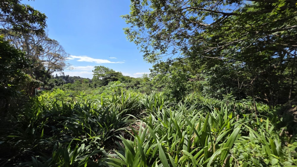 Vacant land for sale in Pumula - 1PSH1721274