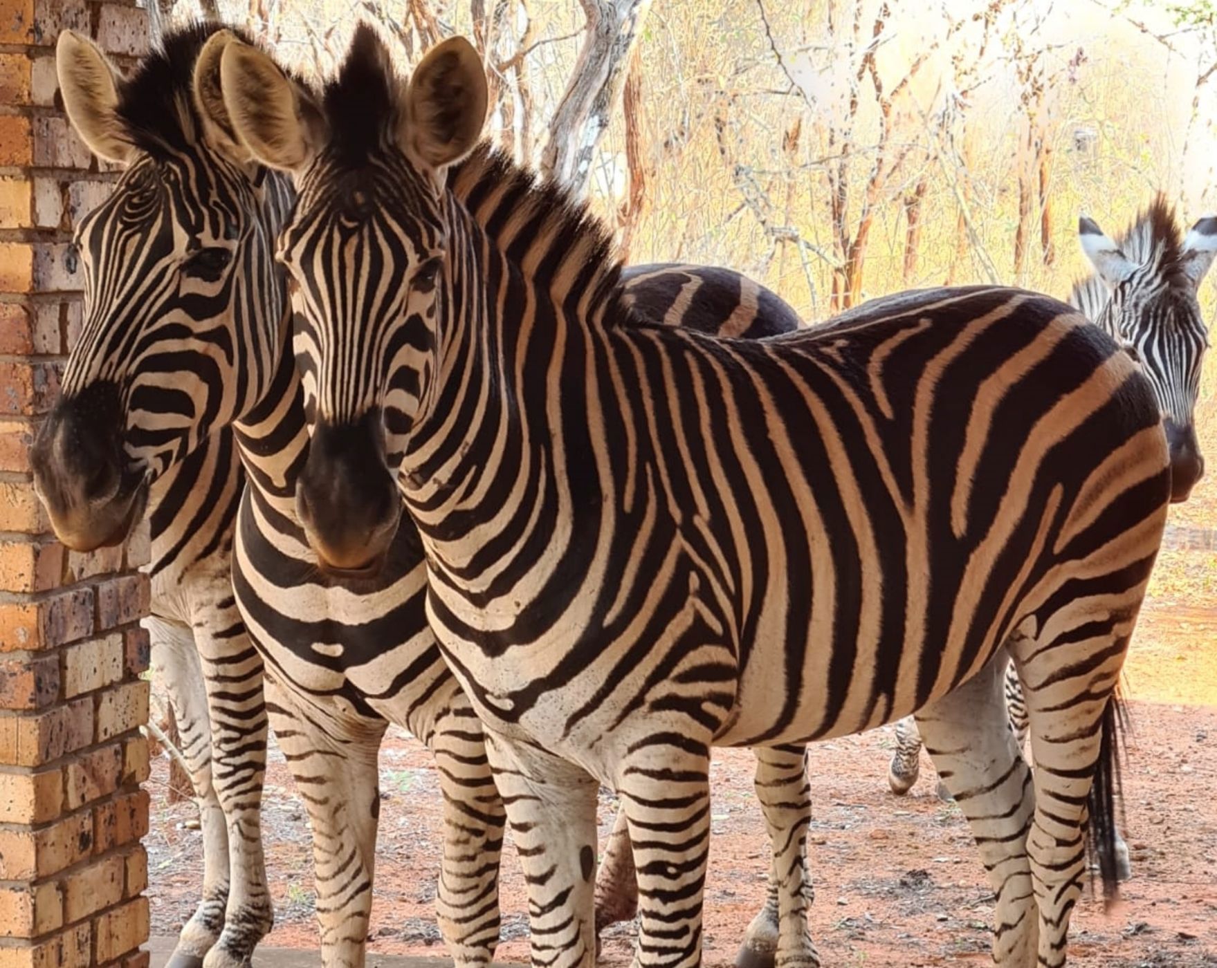 House to rent in Marloth Park - 1NK1722991