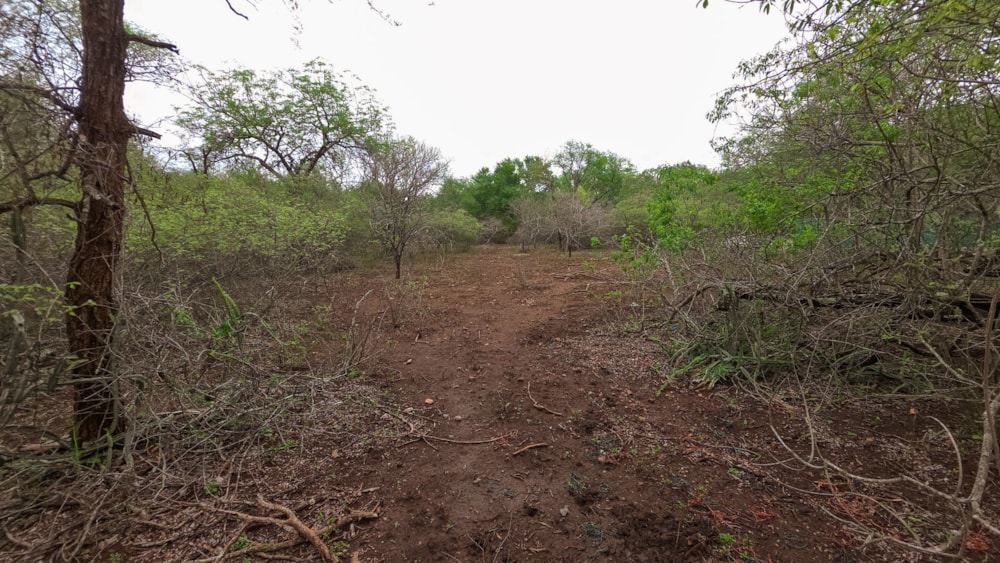 Vacant land for sale in Marloth Park - 1NK1723242 Vacant land for sale in Marloth Park - 1NK1723242