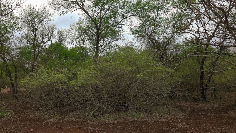 Vacant land for sale in Marloth Park - 1NK1723242 Vacant land for sale in Marloth Park - 1NK1723242