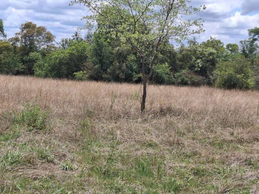 Livestock farm for sale in Zeerust - 1RU1715296 Livestock farm for sale in Zeerust - 1RU1715296