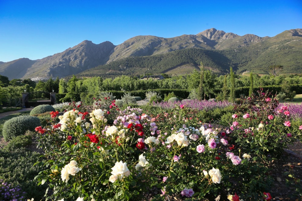 Double-storey house to rent in Franschhoek - FWL1718356 Double-storey house to rent in Franschhoek - FWL1718356