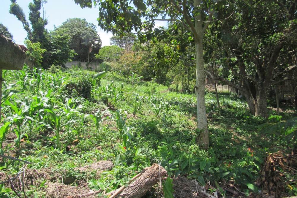 Residential vacant land for sale in Margate - 1PSH1720776