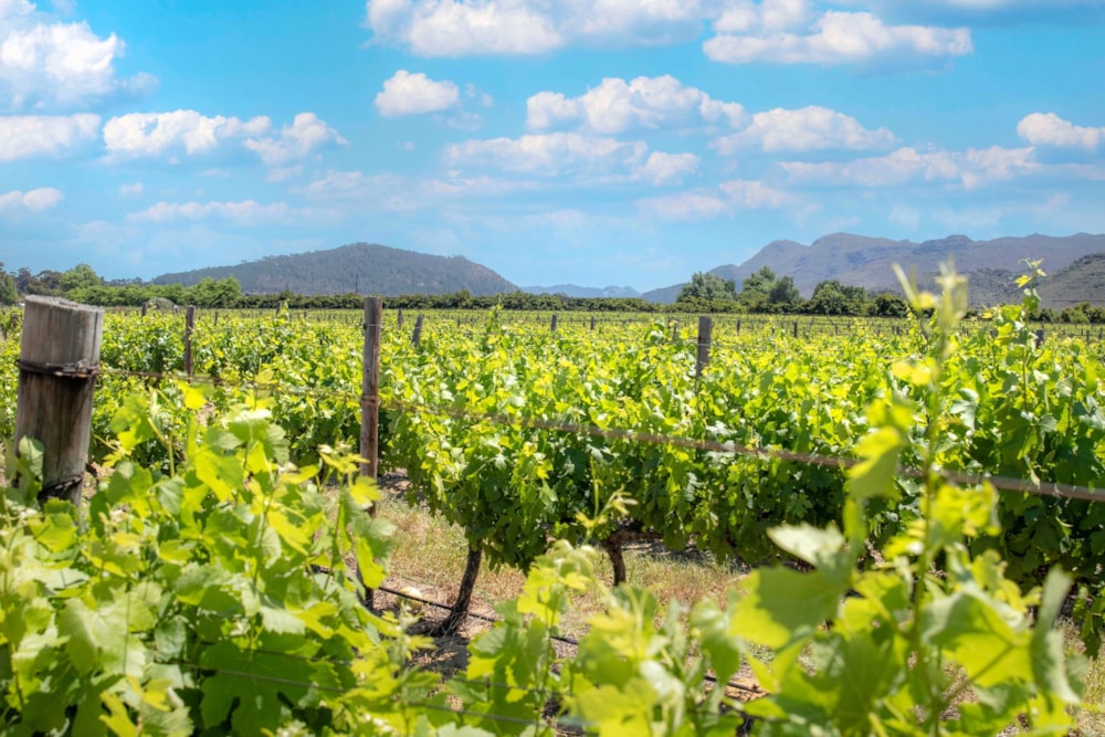 Farm vacant land for sale in Franschhoek Rural - FWI1719847 Farm vacant land for sale in Franschhoek Rural - FWI1719847