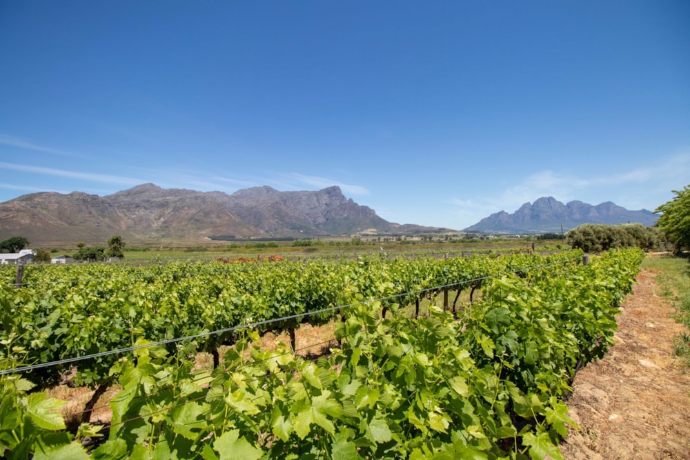 Farm vacant land for sale in Franschhoek Rural - FWI1719847