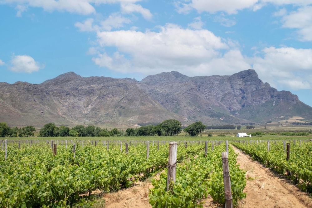 Farm vacant land for sale in Franschhoek Rural - FWI1719847