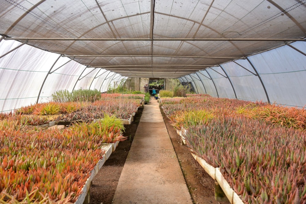 Mixed use farm for sale in Camperdown - 1PM1720203