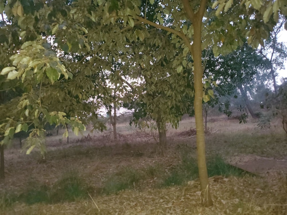 Commercial vacant land for sale in Tynwald, Zimbabwe - 3ZB1720977