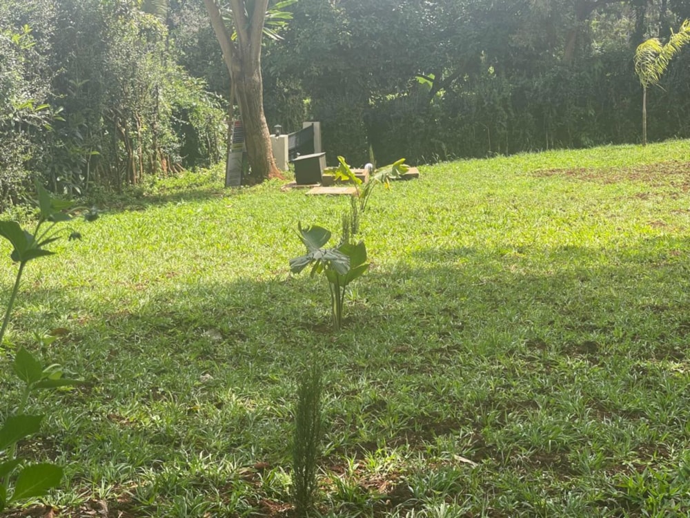 House to rent in Loresho, Kenya - 3KE1721325 House to rent in Loresho, Kenya - 3KE1721325