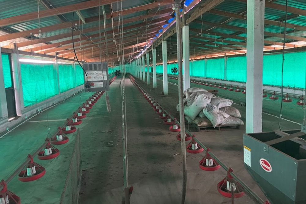 Poultry farm for sale in Maputo , Mozambique - 3MQ1721916 Poultry farm for sale in Maputo , Mozambique - 3MQ1721916