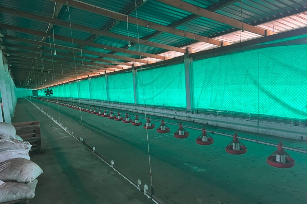 Poultry farm for sale in Maputo , Mozambique - 3MQ1721916 Poultry farm for sale in Maputo , Mozambique - 3MQ1721916