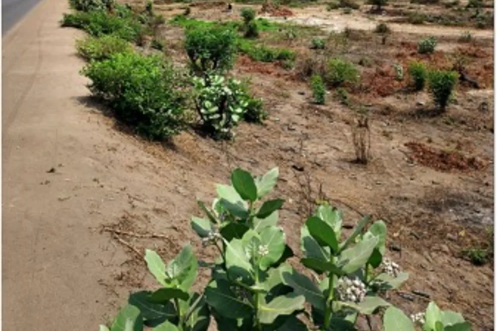 Vacant land for investment in Tete, Tete, Mozambique - 3MQ1722263 Vacant land for investment in Tete, Tete, Mozambique - 3MQ1722263