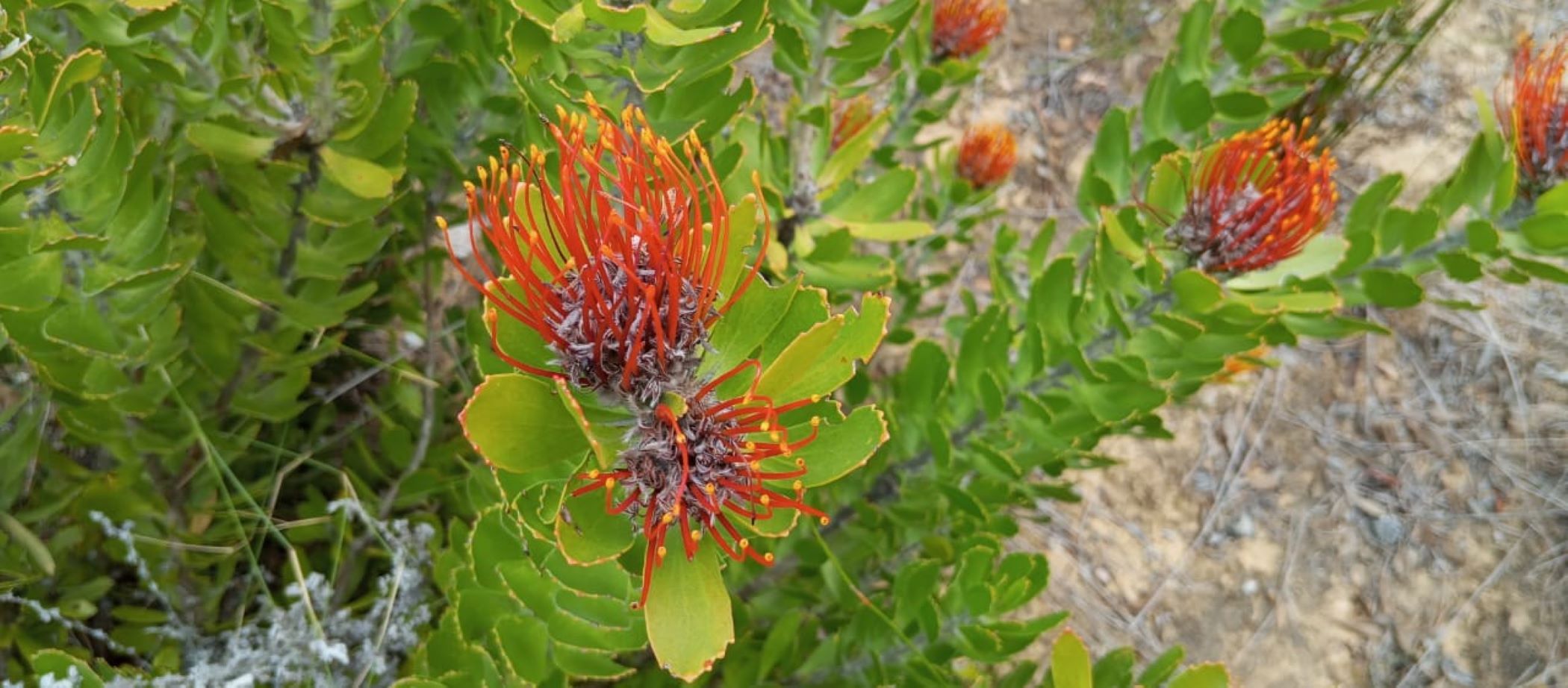 Vacant land for sale in Albertinia - 1SR1722804