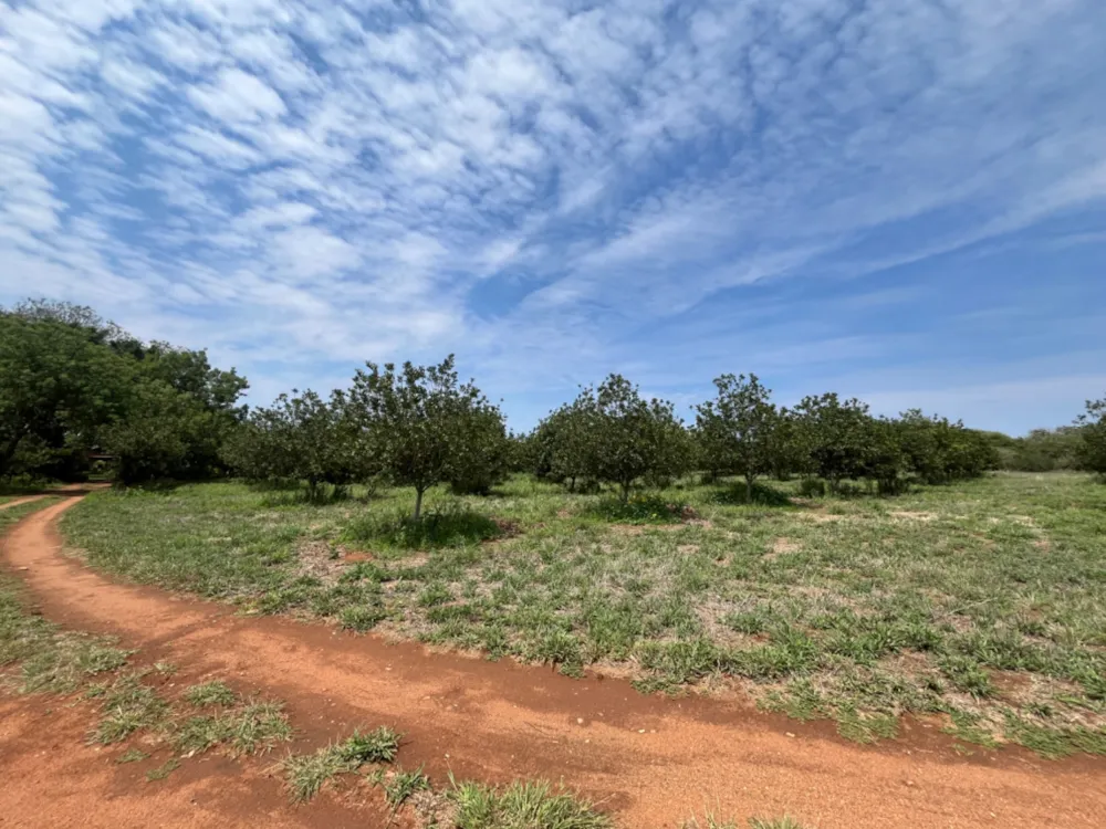 Nut farm for sale in Dendron - 1PS1723071 Nut farm for sale in Dendron - 1PS1723071