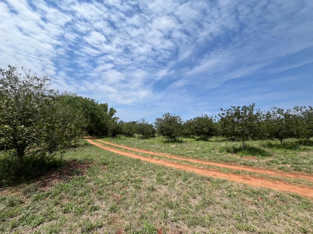 Nut farm for sale in Dendron - 1PS1723071 Nut farm for sale in Dendron - 1PS1723071