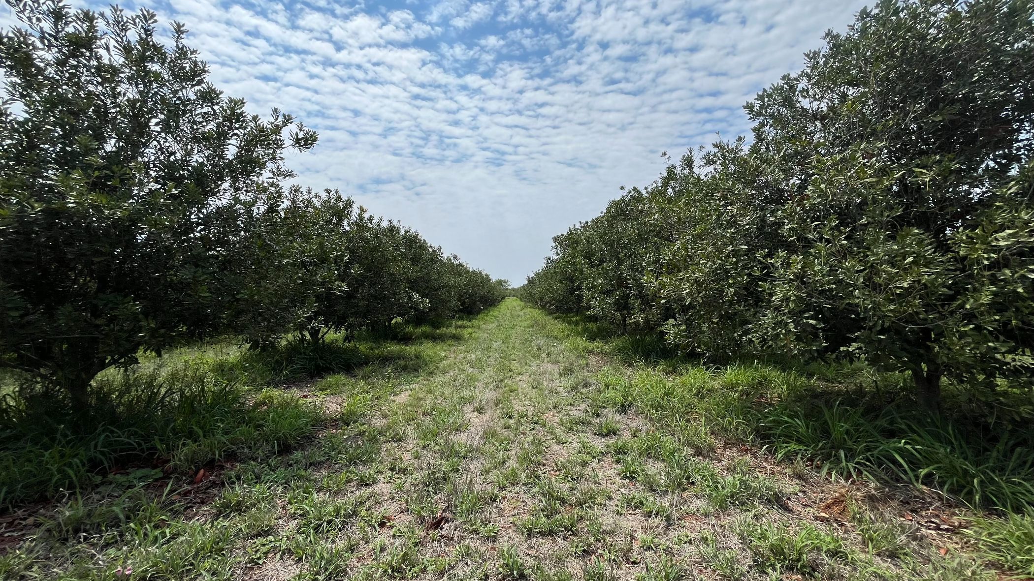 Nut farm for sale in Dendron - 1PS1723071