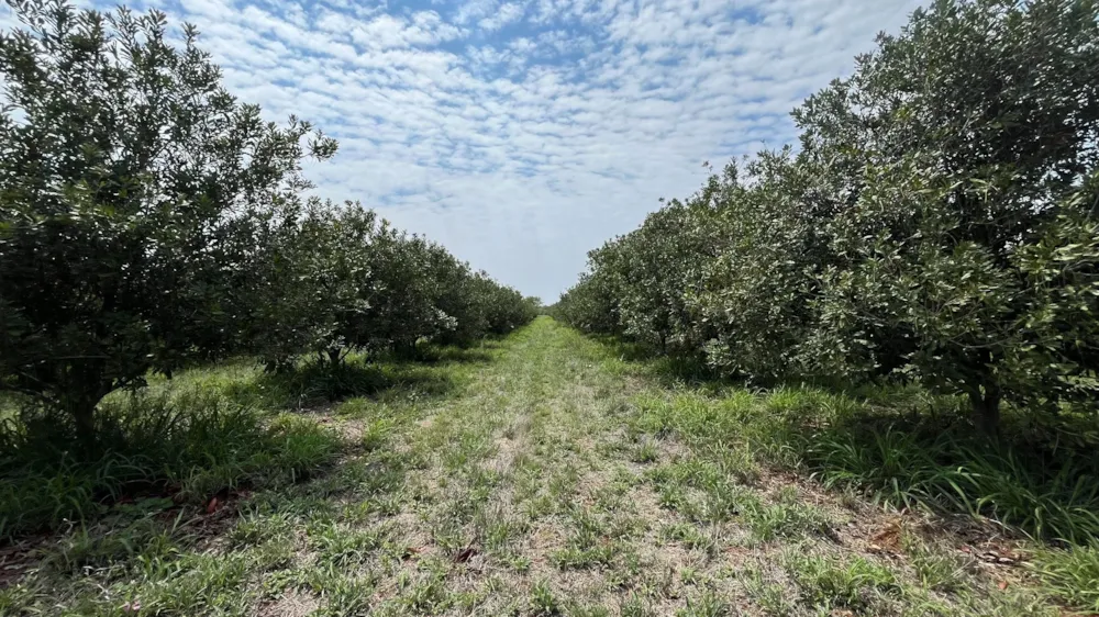 Nut farm for sale in Dendron - 1PS1723071 Nut farm for sale in Dendron - 1PS1723071